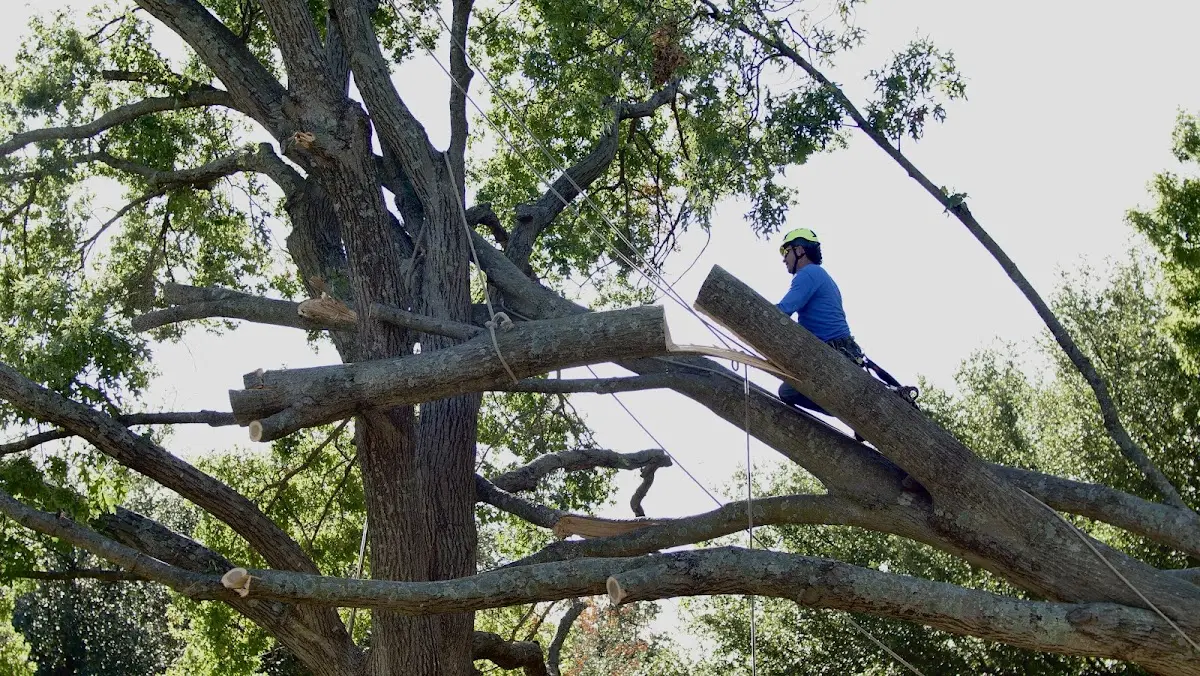 Professional Hazardous Tree Removal performed by certified arborists in Churchville